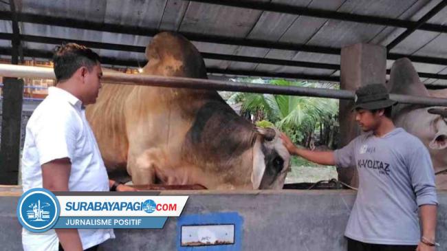 Sapi Alaska Permintaan Sapi di Ngawi Melonjak hingga 15 Persen Jelang Idul Adha 2026