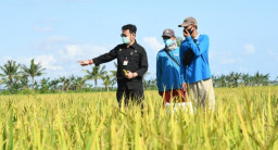 Pemprov Jatim Targetkan Produksi Padi Capai 10,5 Juta Ton di 2023