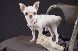 Chihuahua Pearl Dinobatkan Anjing Terpendek di Dunia, Tinggi: 9 Cm