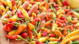 Sepekan Jelang Ramadhan, Harga Cabai Rawit di Kabupaten Jember Melonjak