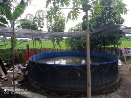 Pemkot Bantu Tingkatkan Produksi Ikan Air Tawar