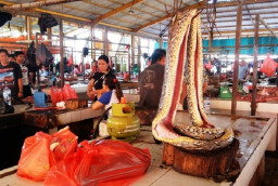Perdagangan Daging Anjing dan Kucing di Pasar Ekstrem Kota Tomohon Tak Lagi Diizinkan