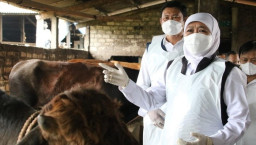 Bisa Menular ke Manusia?