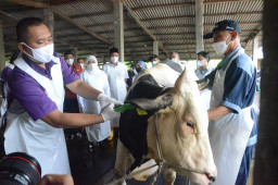 Kerugian Peternak Sapi Akibat PMK Capai Rp 750 M