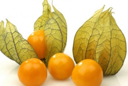 Ciplukan, Tanaman Liar yang Mampu Obati Diabetes Melitus