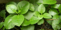 Daun Binahong Jaga Kesahatan Mata dan Cegah Rabun Jauh