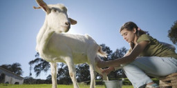 Susu Kambing Etawa yang Mampu Tingkatkan Kecerdasan Otak Anak
