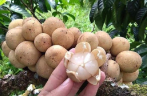 Buah Duku, Obati Sembelit dan Bantu Cegah Infeksi Pada Tubuh