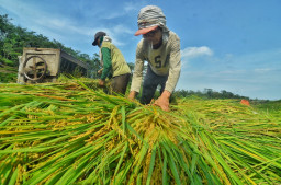 Kemitraan Bersama PT ATM, Petani Kedungudi Puas Hasil Panen Padi Japonica