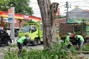 Rawat Pohon di Musim Hujan, Tak Hanya Dipangkas Tapi Juga Dipupuk
