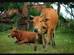 Sapi Lokal Tetap Dilestarikan