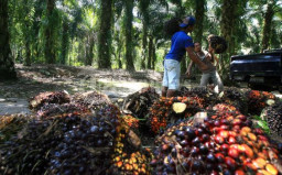 RI-Malaysia Siap Kerja Sama Kuasai 88% Pasar Sawit Dunia