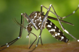 Awal 2024, DBD di Situbondo Tercatat 40 Kasus