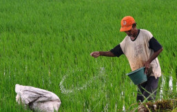 Kementan Bakal Cabut Izin Distributor dan Pengecer Jika Endapkan Stok Pupuk Subsidi