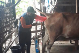 Genjot Bibit Sapi Unggul, DKPH Lamongan Optimalkan Inseminasi Buatan