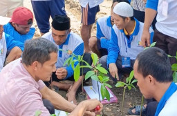 WBP Lapas Surabaya Budidaya Alpukat Aligator