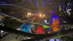 Pemotor Tewas Tertimpa Pohon Tumbang di Trenggalek