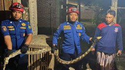 Dalam Semalam, 2 Ekor Ular Dievakuasi dari Rumah Warga