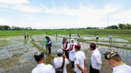 Pemkab Banyuwangi Terapkan Pertanian Presisi