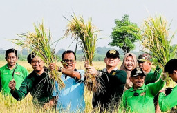 Bupati Situbondo Panen Padi Varietas Unggul Baru