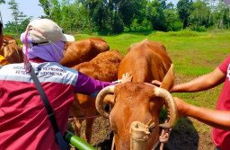 Hewan Ternak di Lumajang Divaksin LSD