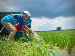 Electrifying Agriculture PLN, Bikin Biaya Operasional Petani di Pekalongan Jateng Hemat 80 Persen