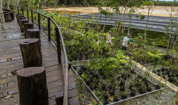 Pemerintah Siapkan 15 hingga 25 Juta Bibit Pohon, Wujudkan Reforestasi Ramah Lingkungan di IKN