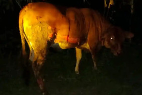 Ditinggal Shalat Tarawih, Kandang Sapi di Tuban Hangus Terbakar Gegara Bediang