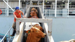 Jelang Lebaran, RI Impor 2.350 Ekor Sapi Hidup