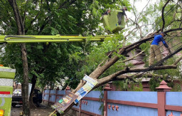 Diguyur Hujan Sejak Awal Ramadhan, Warga Lamongan Was-was Banyak Pohon Tumbang di Jalan