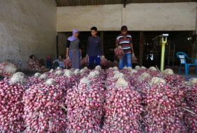 Pasokan Menipis, Harga Bawang Merah di Probolinggo Melonjak