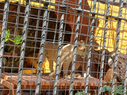 Si Kembar Singa Afrika Dona dan Bima Milik KBS Rayakan Ulang Tahun Pertama