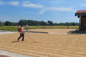 Disperta Madiun Catat per April 2024, Alami Puncak Produksi Panen Padi