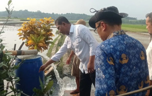 Kementan Pastikan Produksi Beras Surplus di Atas Kebutuhan Konsumsi