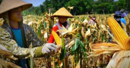 Pemerintah Siapkan Langkah Dongkrak Harga Jagung