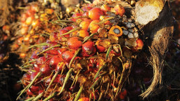 Ombudsman Ungkap Penyebab Ekspor Kelapa Sawit Turun