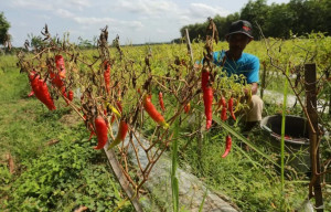 Petani Cabai di Sampang Terancam Gagal Panen