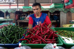 Musim Tanam Picu Meroketnya Harga Cabai Keriting di Malang