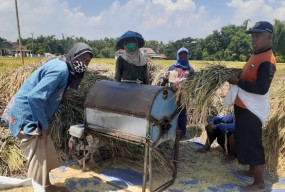 Petani di Bumi Reog Sumringah, Harga Gabah Kering di Atas HPP