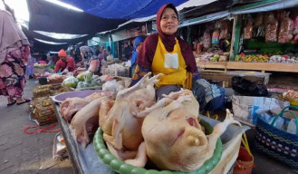 Harga Komoditas Telur dan Daging Ayam di Madiun Ugal-ugalan