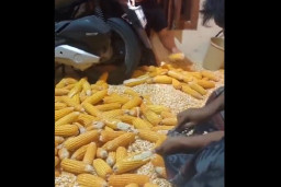 Super Kreatif, Motor PCX Disulap Jadi Perontok Jagung Viral di Medsos
