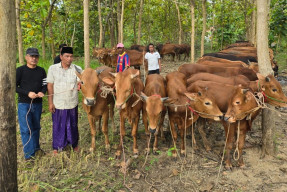 Rayakan Idul Adha, PDIP Jatim Distribusikan 376 Ekor Sapi ke Seluruh Daerah