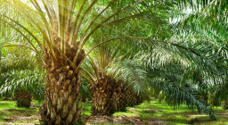 Baca juga : Papua Barat Jadi Contoh Hilirisasi Kelapa Sawit