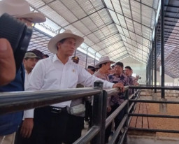 Mentan: Peternakan Inti Plasma Tingkatkan Produksi Daging