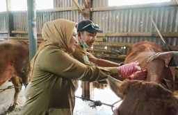 Pemkab Lumajang Tingkatkan Pengawasan Peredaran Hewan Kurban