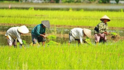 Pemkab Ngawi Perluas Lahan Pertanian Ramah Lingkungan Berkelanjutan