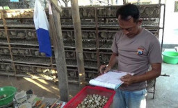 Sukses Budidayakan 5 Ribu Burung Puyuh, Raup Cuan Rp 13 Juta/ Bulan