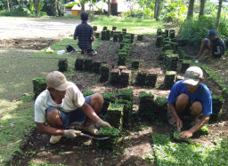 Budidaya Rumput Taman Menggiurkan, Raup Omzet hingga Rp 18 Juta