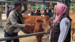 60 Petugas Pemeriksa Hewan Kurban Diterjunkan DKPP Kota Blitar