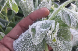 Fenomena Embun Upas di Ranupani, Petani Kentang di Lumajang Was-was Gagal Panen